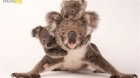 A World Of Endangered Animals 2025 𝚆𝚊𝚝𝚌𝚑 In English
